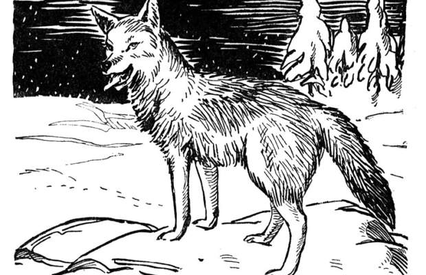 Wednesday’s Question: There are only two documented cases in history of THIS animal killing humans. What animal?