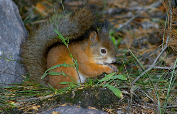 Thursday’s Question: In the 1700s and 1800s, THESE animal were popular pets. What kind of animals?