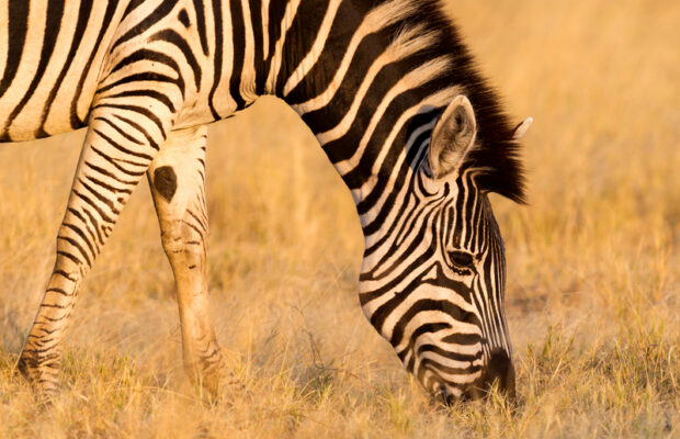 Stump Your Lunch trivia returns Monday: THESE animals injure zookeepers more than any other animal. What animal?