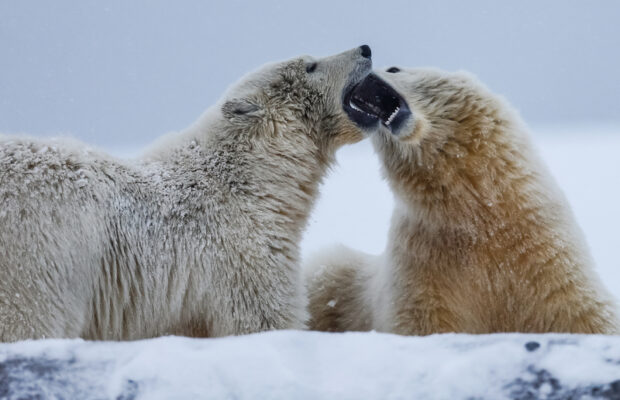 Wednesday’s Question: THESE animals communicate by rubbing their noses together. Which animals? Wednesday’s Question: THESE animals communicate by rubbing their noses together. Which animals?