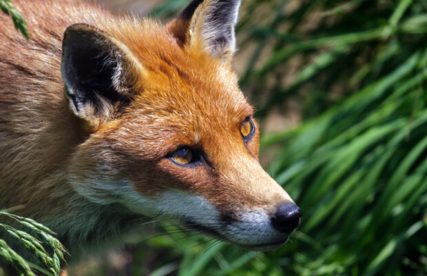 Thursday’s Question: If you encounter a skulk, it means you’ve encountered a group of THESE animals. Which animals? Thursday’s Question: If you encounter a skulk, it means you’ve encountered a group of THESE animals. Which animals?