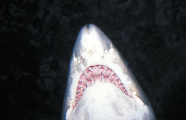 Thursday’s Question: THIS animal can replace a lost or broken tooth in a matter of days, and they go through around 20,000 teeth in a lifetime. What animal? Thursday’s Question: THIS animal can replace a lost or broken tooth in a matter of days, and they go through around 20,000 teeth in a lifetime. What animal?