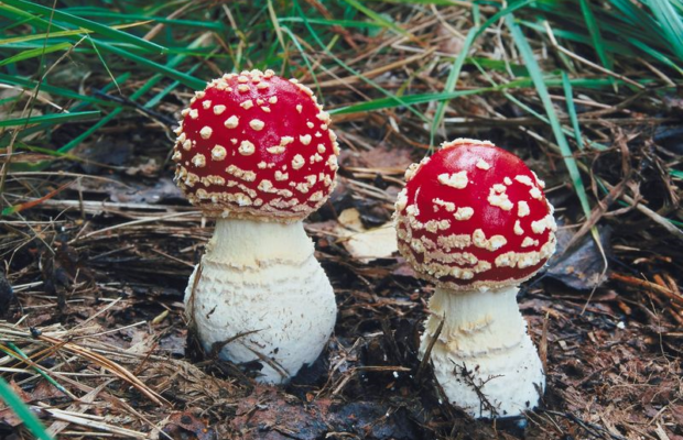 Trivia returns Tuesday: Originally in England and the U.S., until the early 1800s, Ketchup was made with THIS as the main ingredient. What? Trivia returns Tuesday: Originally in England and the U.S., until the early 1800s, Ketchup was made with THIS as the main ingredient. What?
