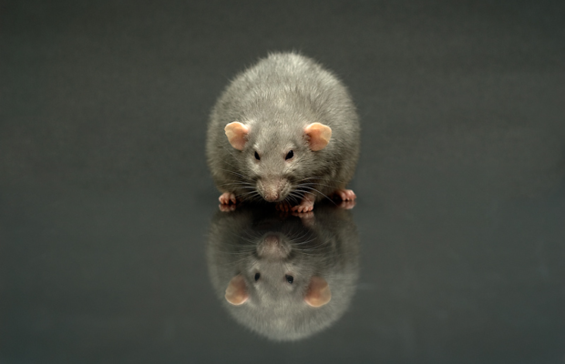 Wednesday’s Question: This pest has not been seen in Alberta, Canada in over 70 years. Which pest?