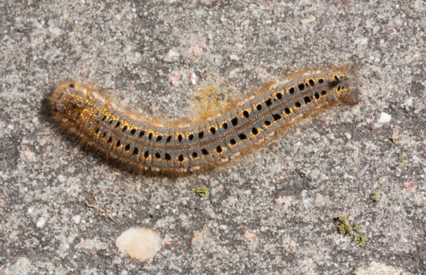 Wednesday’s question: THIS creature is also known as a woolly bear. What is it? Wednesday’s question: THIS creature is also known as a woolly bear. What is it?