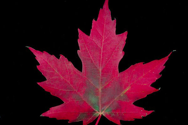 Thursday’s Question: The flag of THIS country has only been around since 1965.  Before that, there wasn’t any official flag. What country?