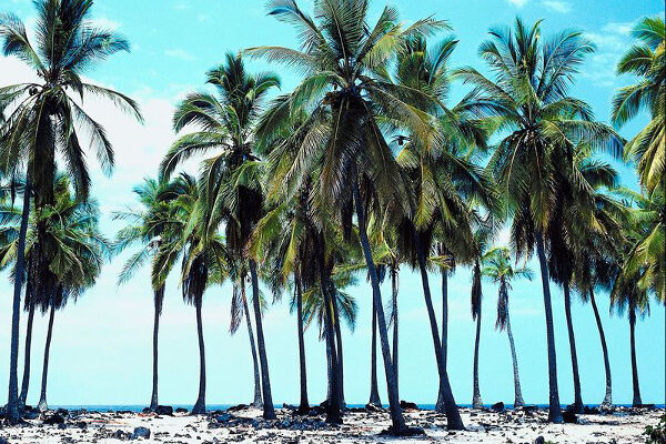 Tuesday’s question: THIS color got its name because it described the color of the Mediterranean Sea off the coast of southern Turkey. Which color? Tuesday’s question: THIS color got its name because it described the color of the Mediterranean Sea off the coast of southern Turkey. Which color?