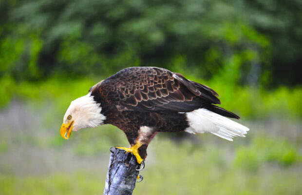 Wednesday’s question: Playing card companies tried to make a fifth suit of cards consisting of THIS bird. What bird?