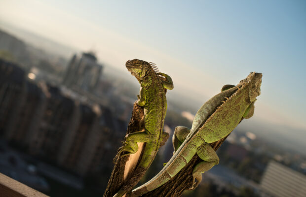 Trivia returns Monday: A lounge is what of group of THESE animals is called. What animal?