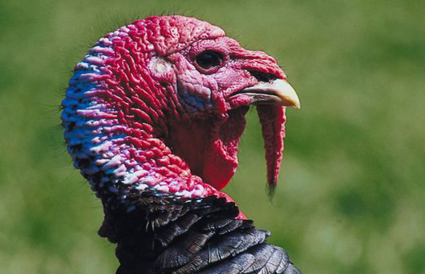 Thursday’s Question: According to the Guinness Book of World Records the heaviest one of THESE was 86 pounds. What?