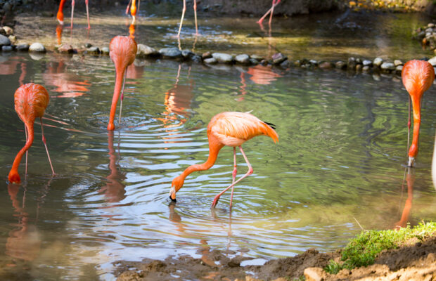 Wednesday’s Question: A group of THESE animals is known as a flamboyance. What animals?