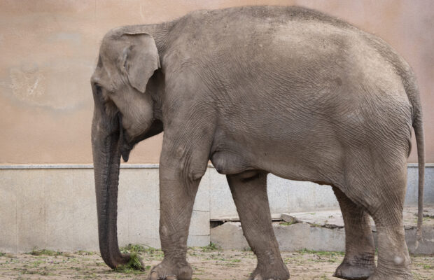 Thursday’s Question: THIS mammal has the longest pregnancy period of any living mammal. Which one? Thursday’s Question: THIS mammal has the longest pregnancy period of any living mammal. Which one?
