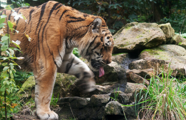 Wednesday’s Question: An ambush refers to a group of these animals. What animals? Wednesday’s Question: An ambush refers to a group of these animals. What animals?