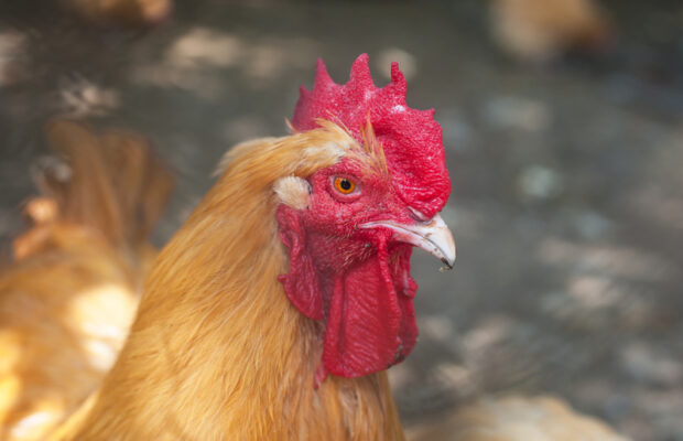 Wednesday’s (10/2) question: THIS bird is the only bird found on the Chinese zodiac. What kind of bird? Wednesday’s (10/2) question: THIS bird is the only bird found on the Chinese zodiac. What kind of bird?