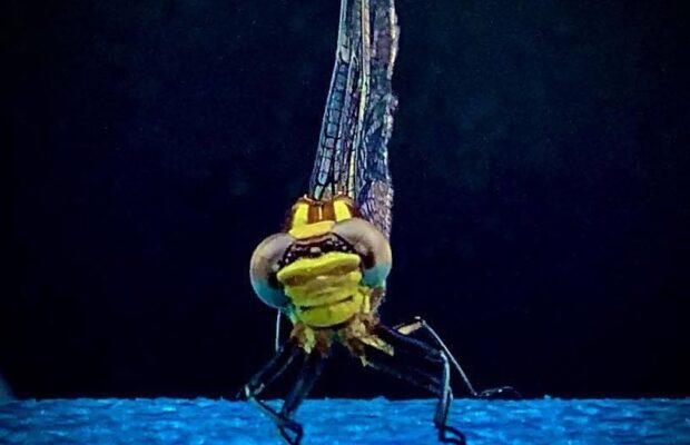 Thursday’s question: THIS insect catches 95% of the prey they hunt and is considered the deadliest hunter of all animals. What insect? Thursday’s question: THIS insect catches 95% of the prey they hunt and is considered the deadliest hunter of all animals. What insect?