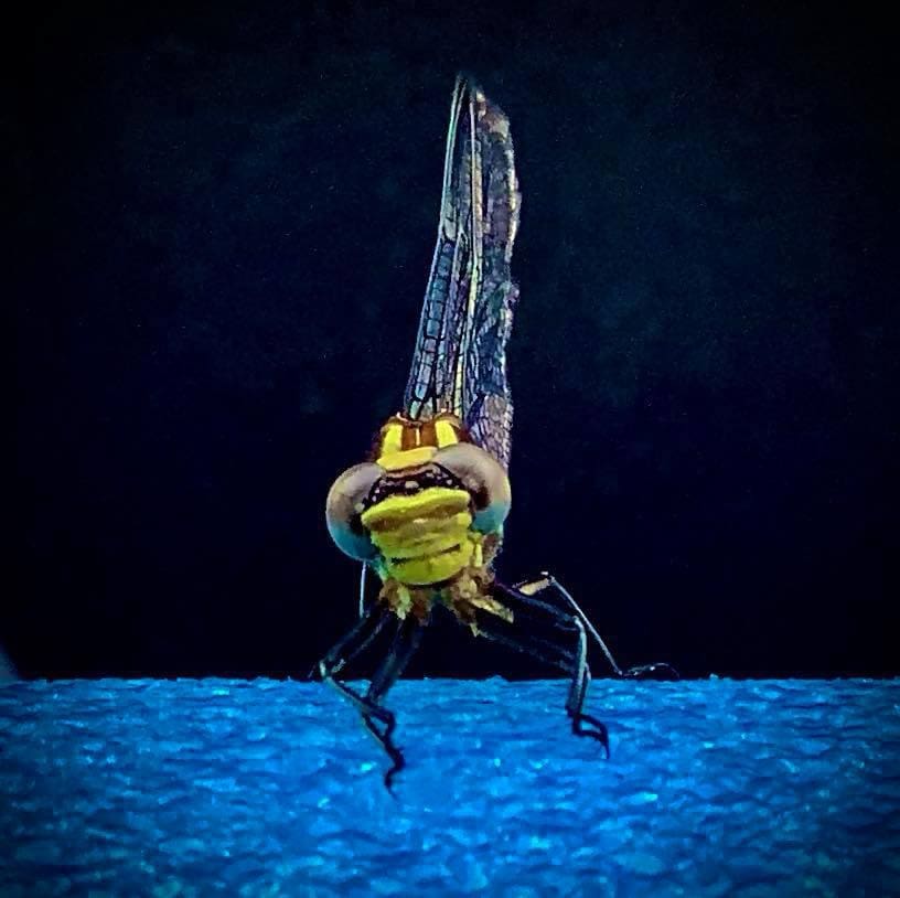 Thieves Insect Thursday’s question: THIS insect catches 95% of the prey they hunt and ...