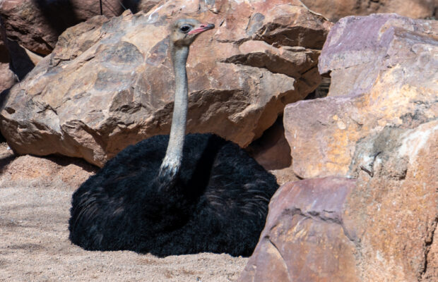 Wednesday’s Question: Which flightless bird can run faster than a horse?